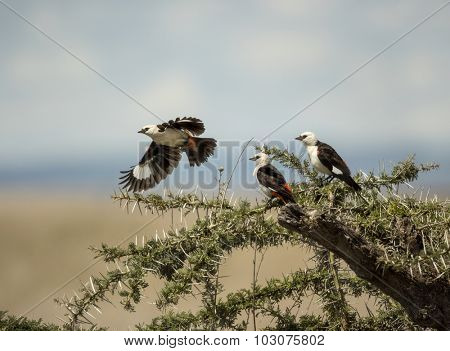 White-faced buffalo-weavers in Serengeti, Tanzania