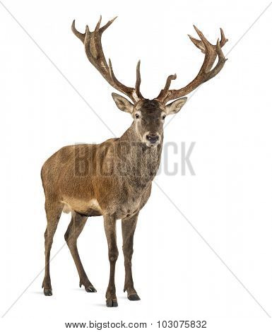 Red deer stag in front of a white background
