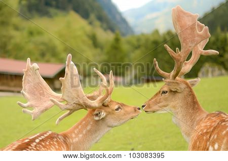 Two deers kissing in the mountains