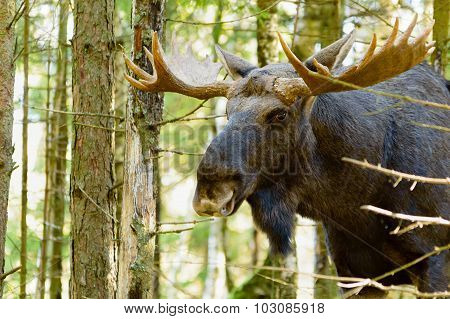 Moose (alces Alces)