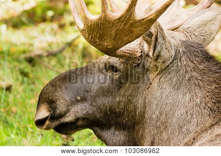Moose (alces Alces)