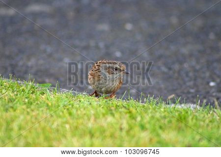 Hedge Sparrow