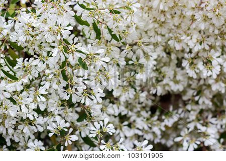 White Christmas flowers background - Euphorbia leucocephala Lotsy