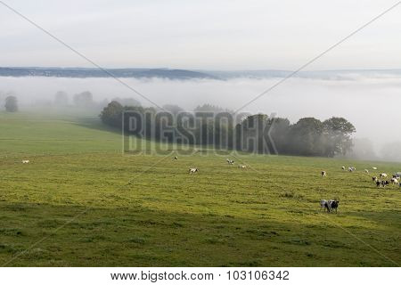 Fog on the field.