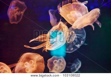 Beautiful Jellyfish .