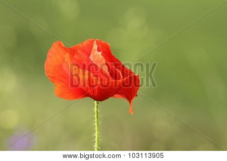 Detail On Wild Red Poppy