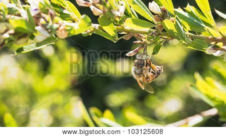 Honey Bee on Bush Clover.