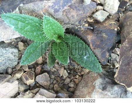 the plant in stone mountain