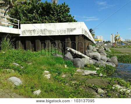 Grass in the beach