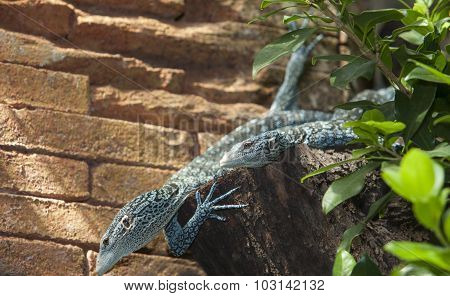 Two Emerald Tree Monitors