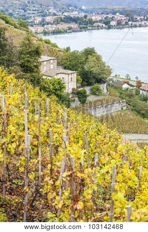 vineyard of Chateau Grillet, Rhone-Alpes, France