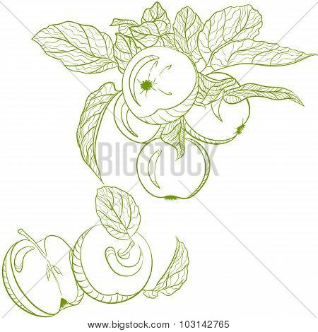 Monochrome drawing apples and apple branch