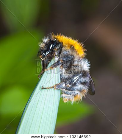 Bumblebee