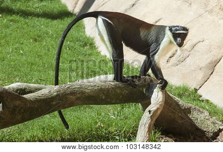 Roloway Monkey