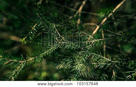 Fragment Of A Fir-tree Branch In The Green Summer Wood