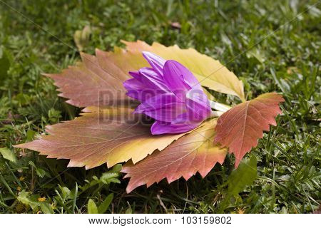 Red-yellow Leaf Of Grapes And Autumn Crocus On The Green  Grass Lit With The Sun, In The Early Fall