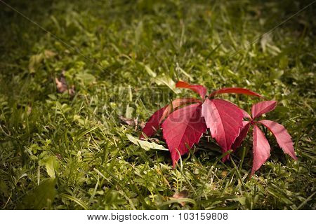 Red Leaf Of Grapes On The Green Grass Lit With The Sun, In The Early Fall