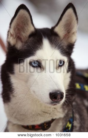 Cão calado