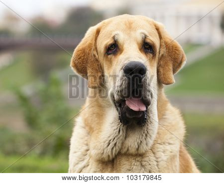 Cute Spanish Mastiff - sheep and guard dog