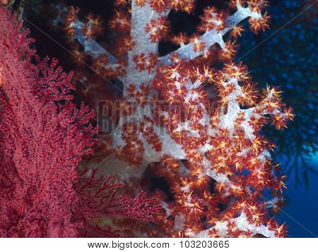 Soft Red Teddybear Coral