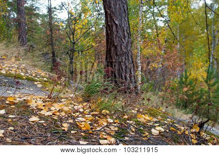 Autumn Forest On The Lake Arakul