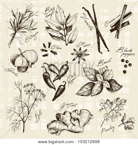 Vector collection of ink hand drawn spices and herb.