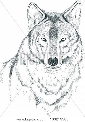 A sketch of a wolf. Handmade.