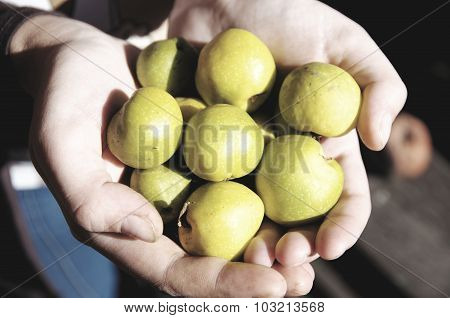 quince fruit's