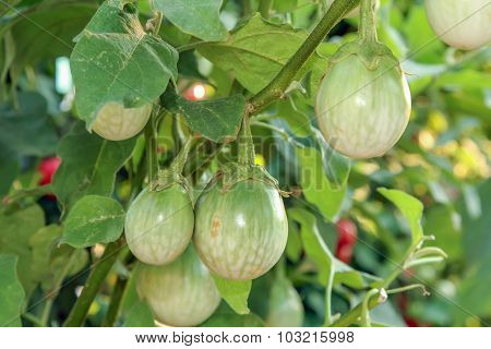 Thai eggplant on tree in sunlight.
