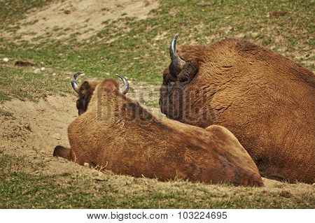 Rutting European Bison Pair