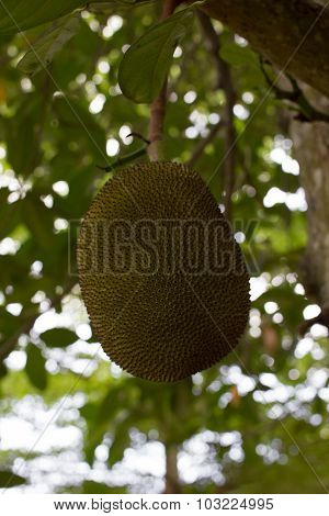 Jackfruit