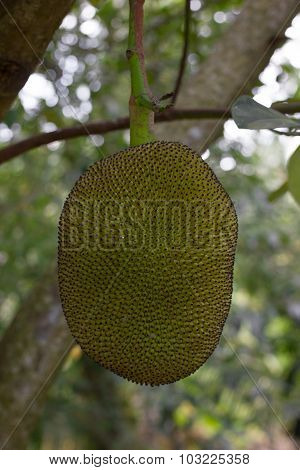 Jackfruit