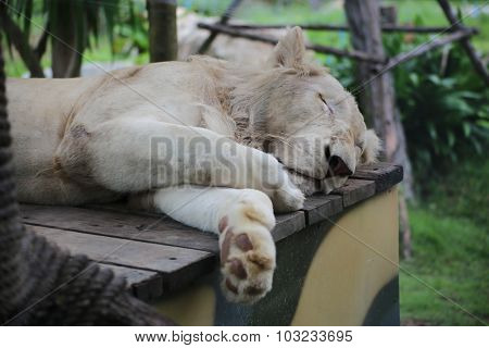 Liger