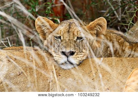 Tsavo Lion