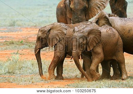 Elephants Tsavo East