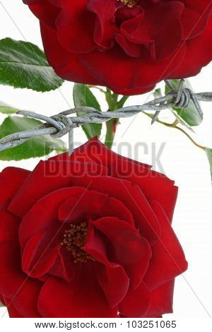 Imprisoned Roses