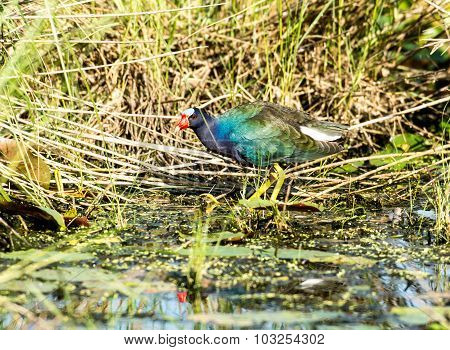 Purple Gallinule