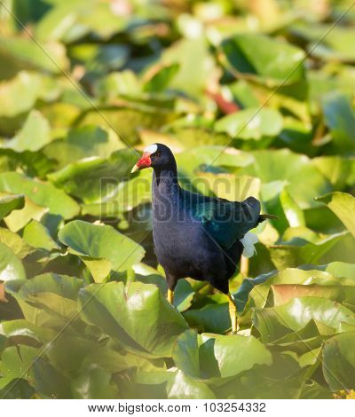 Purple Gallinule