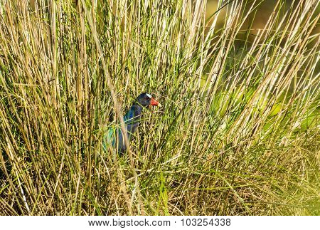 Purple Gallinule