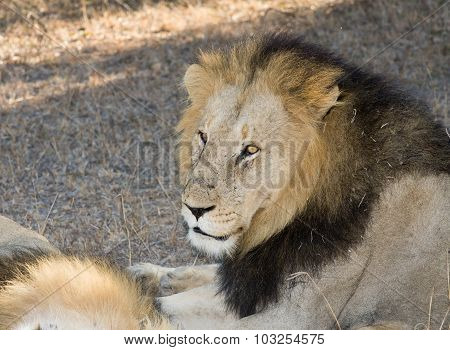 Male Lion