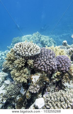 Colorful Coral Reef In Tropical Sea, Underwater
