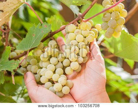 Bunch of white grapes on vine. Bunches are upheld with woman's hands.