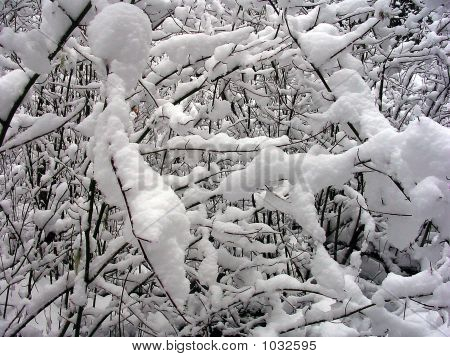 Nieve y ramas