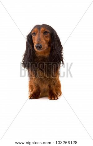 Teckel (dachshund)