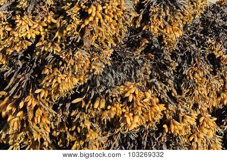 Closeup Of Bladder Wrack