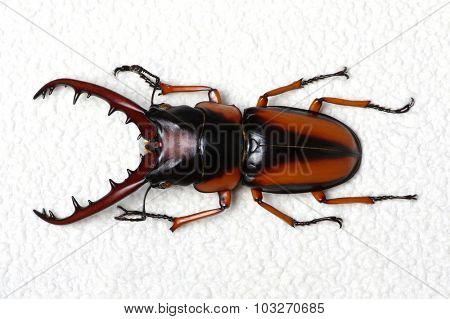 Stag beetle isolated on background