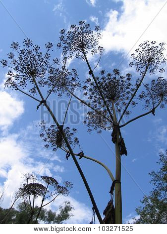 Dry plant over blue sky, Heracleum sosnowskyi or Sosnowsky's Hogweed