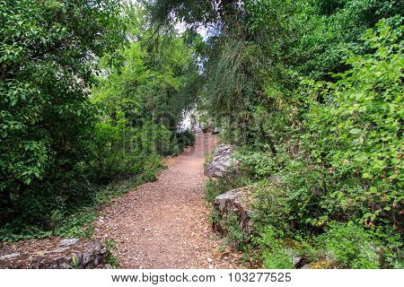 Pathway Among Trees