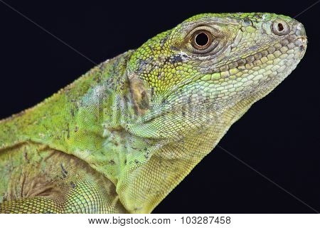 Five-keeled Spiny-tailed Iguana