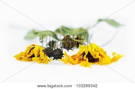 Dried Arnica Herbs